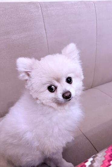 İtlər: Şpitz, 1 il, Erkek — 8