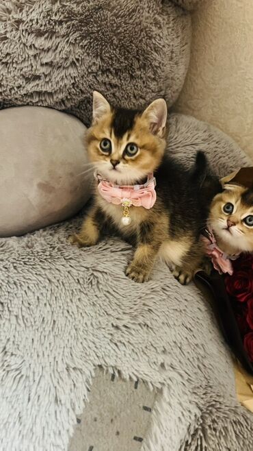 Pişiklər: Şinşilla, Dişi — 16