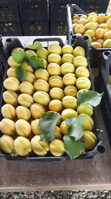 Tinglər: Məhsul: meyvə tingləri Xüsusiyyətlər: - Hər növ meyvə tingləri — 7