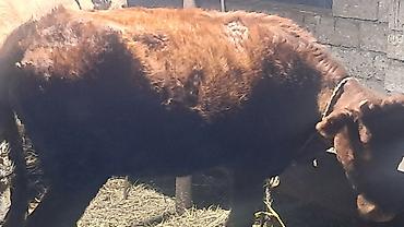 yuxuda qaz gormek: Üç baş cins damazlıq düyə satılır — 1