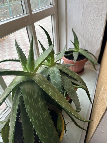 полив огорода: Алоэ в горшках (вероятно, алоэ арборесценс/алоэ вера с пёстрыми