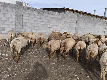 Баран, овца: Продаю | Овца (самка) | Для разведения | Матка — 8