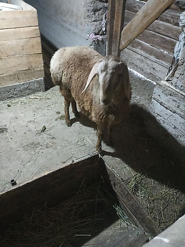 Баран, овца: Продаю | Баран (самец) | Арашан | Для разведения | Племенные — 2