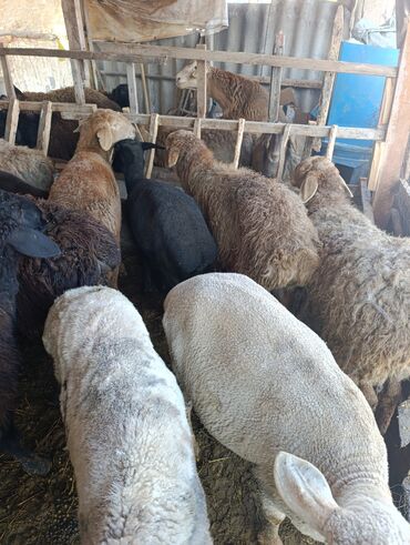 Бараны, овцы: Продаю | Овца (самка) | Для разведения | Матка — 3