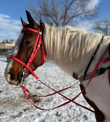чиста кровный алабай: К продаже предлогается недоуздок с мехом, и с карабином на конце
