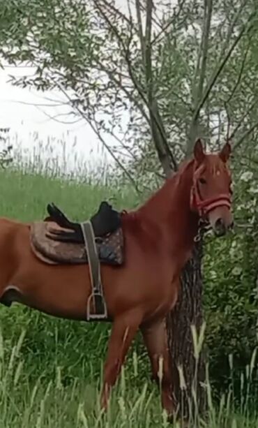 полутяж лошадь: Продаю | Конь (самец) | Дончак | Конный спорт | Племенные