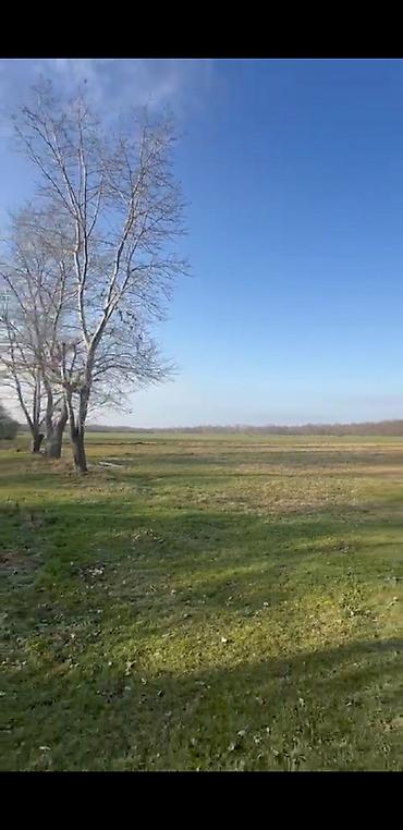 qəbələ rayonu: 54 sot, Kənd təsərrüfatı, Maklerlər narahat etməsin, Kupça (Çıxarış) — 1