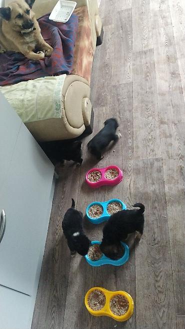 Продажа собак: 3 года, Самка — 4