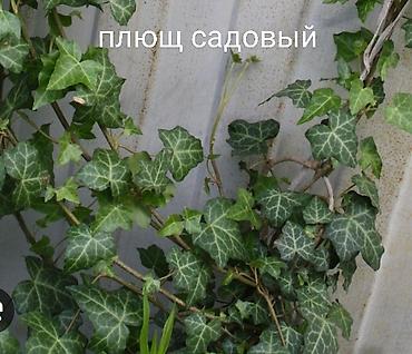 Другие виды семян и саженцев: Весна, самое время сажать. Продаю уличные и комнатные растения. Все — 29
