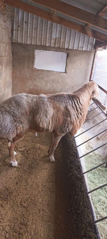 Бараны, овцы: Продаю | Баран (самец) | Для разведения | Осеменитель — 2