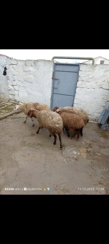 Qoyunlar, qoçlar: 3 qoyun 1 quzu satılır biri ana baladir dişi bala ilə kom 1.150 — 14