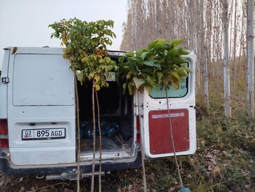 Декоративные деревья: Саженцы деревьев: Клёны — 3