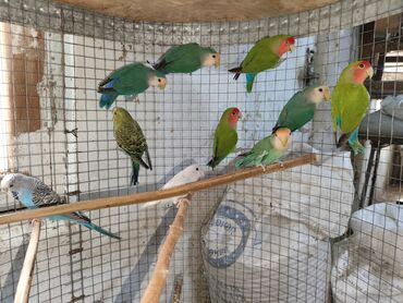 Tutuquşları: Fişer nerazlucnik ayrılmazlar maskvıy papuqayları bala verən cütlər — 6