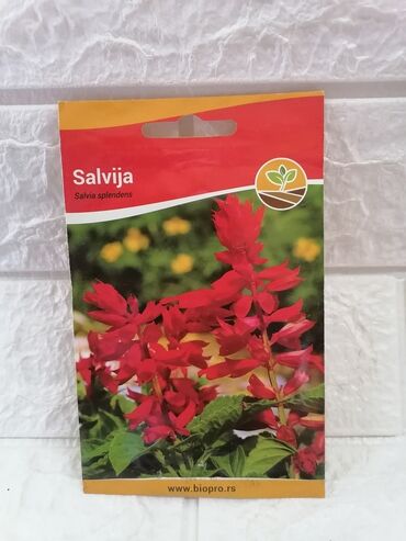 Semena i sadnice: Cena 500din/kesica — 19