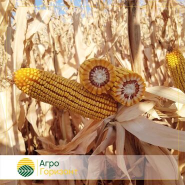 прием кукуруза: В наличии семена кукурузы "Дарио" от компании “GreenLife Seed”, Турция