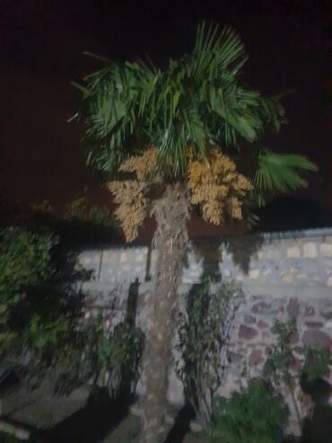 palma ağacı qiyməti: Palma ağacı 5 metirdə artıxdı hündürlüyü var GƏNCƏDƏDİ