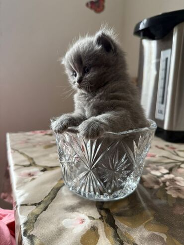 Pişiklər: Britan yastı qulaq, Erkək, Dişi, Yaxşı əllərə, Ünvandan götürmə, Pulsuz çatdırılma, Ödənişli çatdırılma — 26