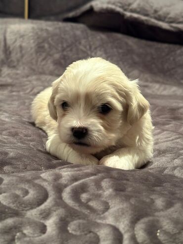 İtlər: Maltipu (Maltese x Pudel) balaları - Cins: Maltipu – hipoallergen — 10