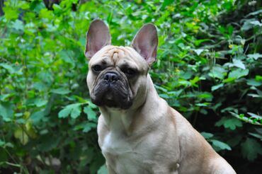 Вязка собак: Французский бульдог для вязки. Выставочный мальчик, привозной, даёт — 10