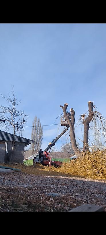 Спил деревьев, заготовка дров: Спил деревьев любой сложности. Промышленный альпинизм и верхолазные at lalafo.kg — 10 Спил деревьев, заготовка дров: Спил деревьев любой сложности. Промышленный альпинизм и верхолазные — 10
