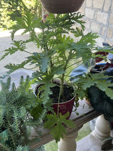 Otaq bitkiləri: Her nov guler var endirimnen verecem Gencedi istiyen yazsin satiş -da lalafo.az — 26 Otaq bitkiləri: Her nov guler var endirimnen verecem Gencedi istiyen yazsin satiş — 26