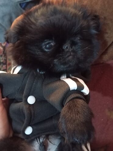 itlə: Pekines, 3 ay, Erkek, Peyvəndli, Pulsuz çatdırılma