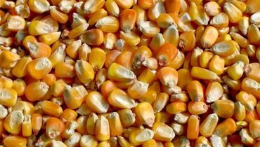 кормовая кукуруза: Кукуруза кормовая. Оптом 5 тонн