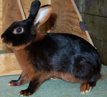 Dovşanlar: Ev dovşanı balaları satılır. Karlik(cırtdan) cinsi. Sağlam və — 9