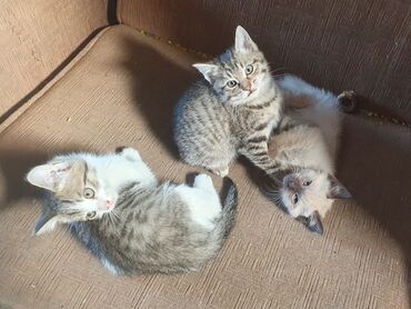 для котов: Кошка даром: Беспородная, 2 месяца, Девочка, Метис