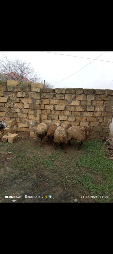 Qoyunlar, qoçlar: 3 qoyun 1 quzu satılır biri ana baladir dişi bala ilə kom 1.150 — 15