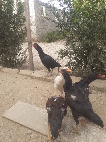 coban itlerinin satisi: Salam.Bu elandaki 4dənə kiçik heyrati quşlar satılır,sağlam quşlardır