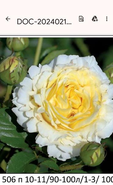 Садовые цветы и кустарники: Корни роз - Крупноцветковая чайно-гибридная роза с — 36