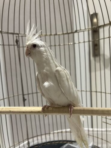 Tutuquşları: 3 aylig dum ag yanaqsiz balalar.agAğ rəngli nimfa tutuquşu (cockatiel)