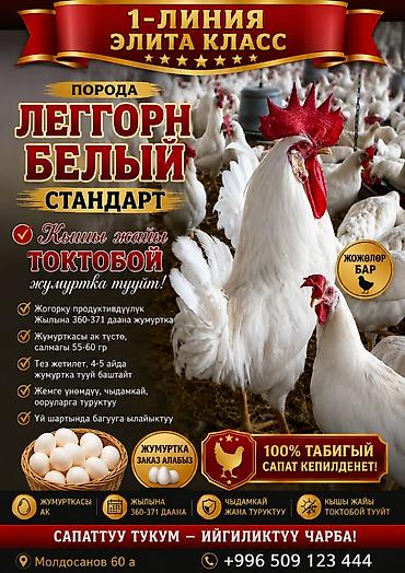 попугай ара бишкек: Байсары тоок; жумурткасы жана жөжөлөрү сатылат! — 4