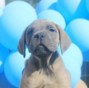 Psi: Cane Corso štenci U ponudi veoma perspektivni štenci iz različitih — 4