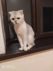 щенки в хорошие руки: Британская, Самка, В добрые руки, Самовывоз