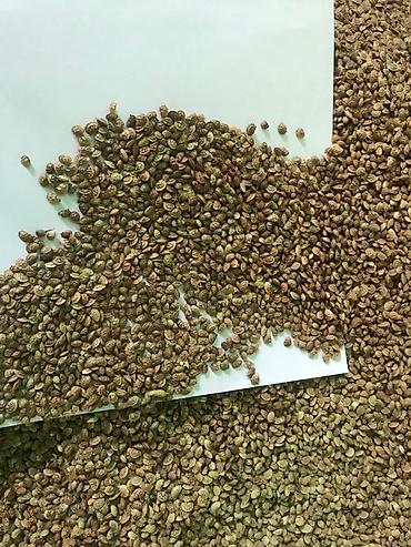 Другие виды семян и саженцев: Коп жылдык эспарцет уругу. Уроончулук чарба "Победитель" Ысыккол обл — 2