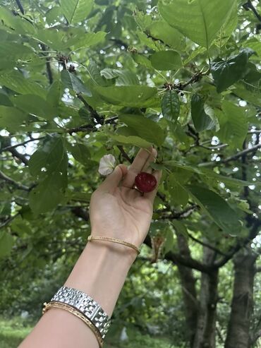 Torpaq sahələrinin satışı: Kənd təsərrüfatı, Kupça (Çıxarış) — 5