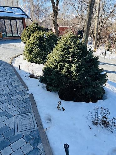 Долгосрочная аренда домов: 160 м², 4 комнаты, Бассейн, Бронированные двери, Забор, огорожен — 11