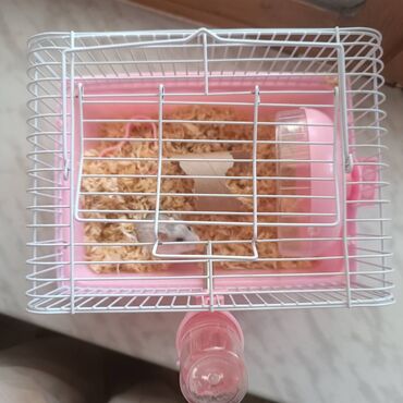 американский плоскоухий членистоногий когтеступ: Balaça Xamyak Yəni Hamster Satılır 40AZN Qəfəs+yemeyi+1.2 aylig bes