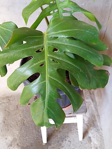 монстера: Monstera deliciosa (pəncərəçiçəyi) – iri, deşikli yarpaqlı dekorativ — 2
