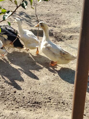 Digər quşlar: Sadəcə ağlar ördəkkər satılır 6 aylıqdır — 7