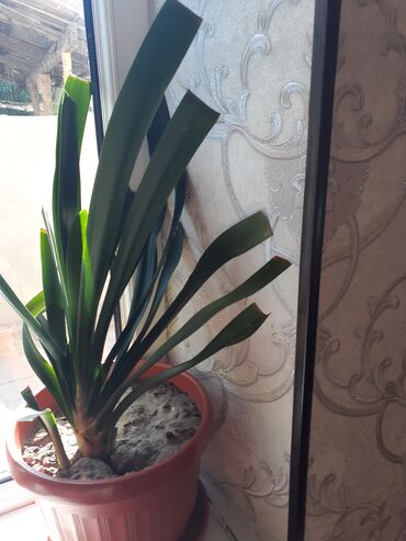 Замиокулькас (Долларовое дерево): Продаю комнатные цветы срочно только оптом цена договорная — 8