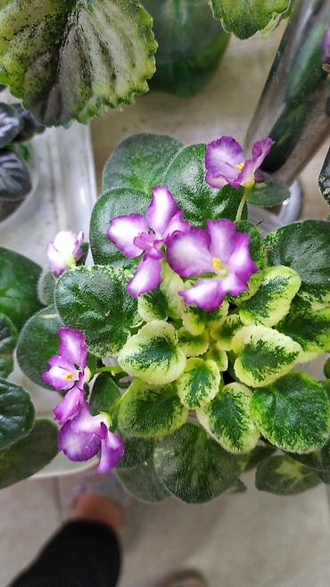Фиалки и глоксинии: Продаются детки миниатюрных фиалок,крепкие,подрощенные.Сортов много — 8