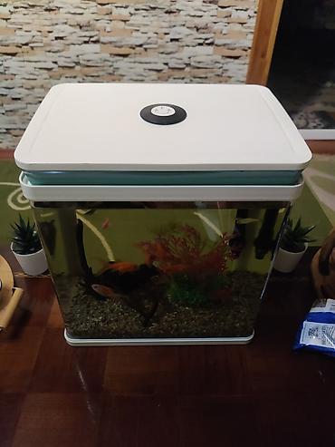 akvarium az: Salam zavod akvarumdu hec bir cizigi sinigi yoxdur şekilde gorunduyu — 1