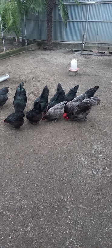 Xoruzlar: Avstrolob yumurtası və cucəsi sifariş olnur sifariş qabagcadan — 7