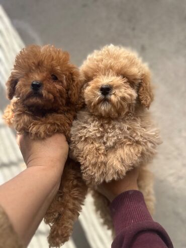 İtlər: Pudel, 2 ay, Erkek, Peyvəndli, Pulsuz çatdırılma — 2