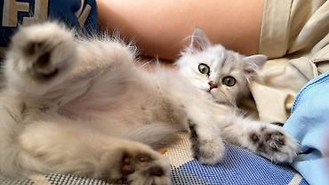 Скотиш Страйт (Шотландская прямоухая), 3 месяца, Мальчик, Серебристая шиншилла, Приучена к лотку
