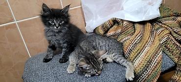 ищу котят: Отдам в добрые руки! Котята домашние. К лотку приучены, в еде не — 1