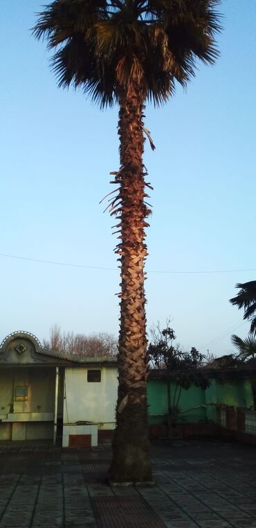 palm angels kofta: Palma Vaşinqton elimde Vaşinqton palmasi çoxdur . isteyen olsa 400m